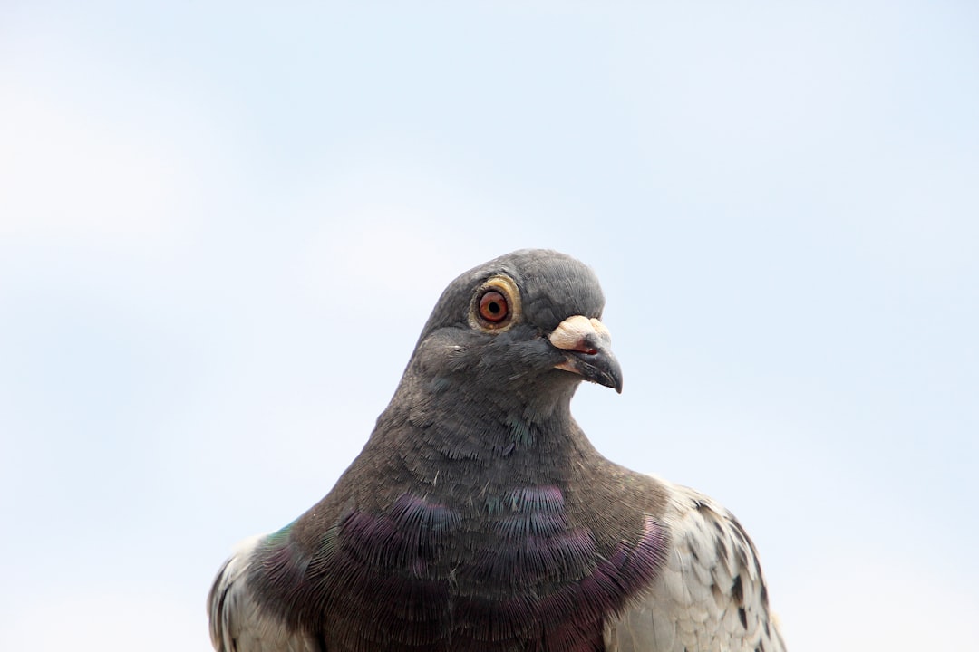 Gökyüzünde uçan güvercin görselinin açıklayıcı Türkçe alt metni