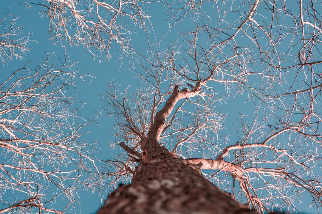 Rüya tablosunda ağaç sembolünü betimleyen görsel