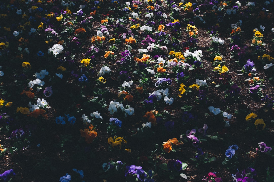 Rüyada Çiçek Görmek Ne Anlama Gelir: Renk ve Bağlamlar