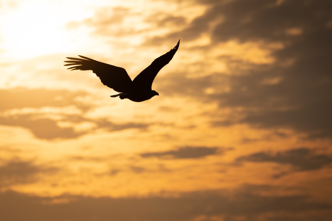 Rüyada Uçmak Görmek: Özgürlük ve İçsel Yolculuklar