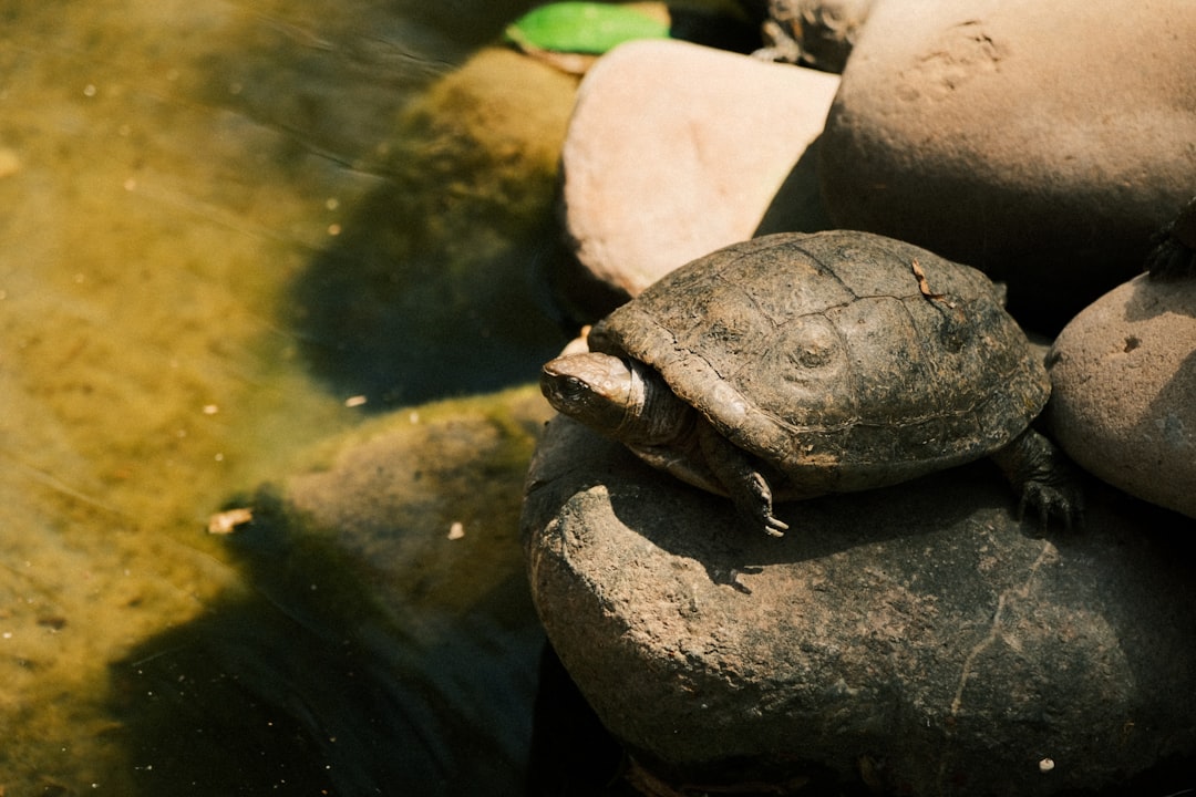Rüyada kaplumbağa görmek: Semboller ve sabır teması