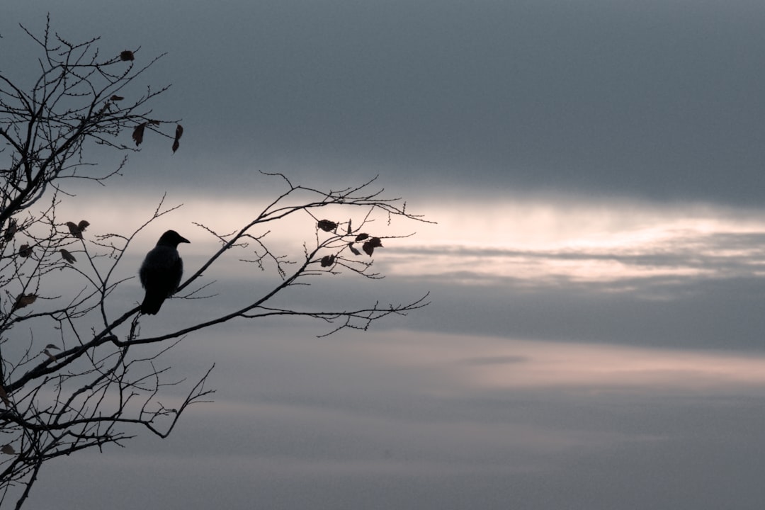 Uzun Kuyruklu Kuş Rüyası: Anlama, Yorumlar ve Öneriler