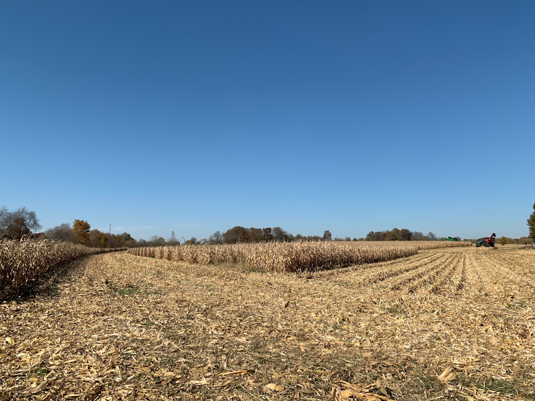 Bir tarlada hasat yapan çiftçinin geniş açıyla gösterildiği ayrıntılı görüntü.