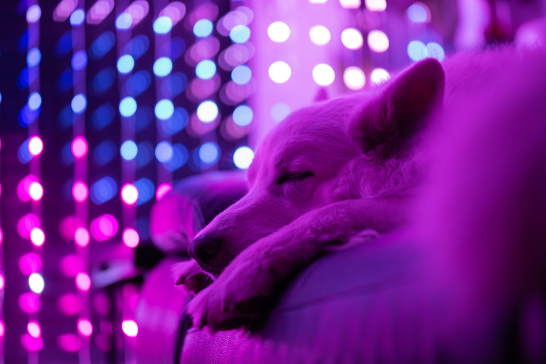 Rüya tabirlerinde köpek sembolünü gösteren görsel, bakış açısını yansıtan bir tablo