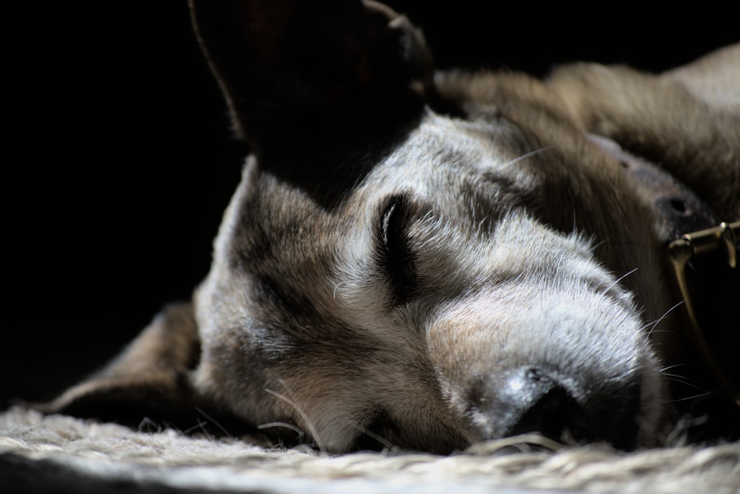 Rüyada Köpek Görmek: Davranış ve Bağlama Göre Tabirler