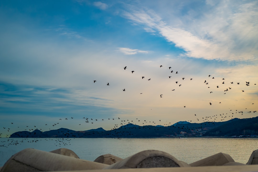 Rüya görürken kuşları izleyen kişi, yumuşak bir ışık altında