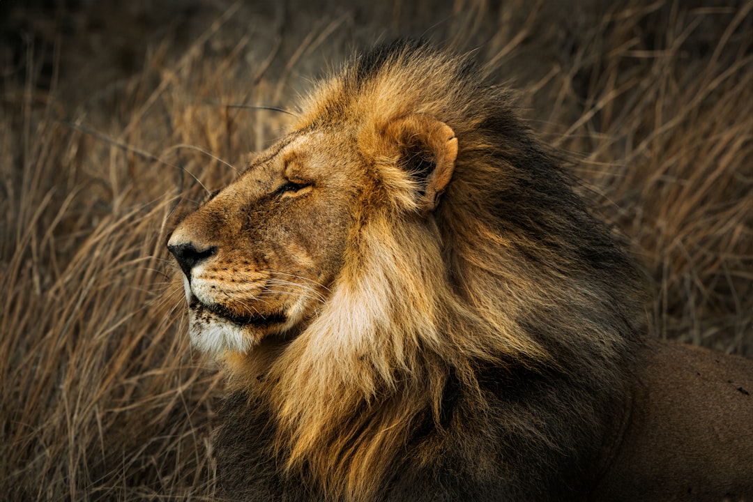 Rüya tabirinde aslan simgesini gösteren yakın plan görsel
