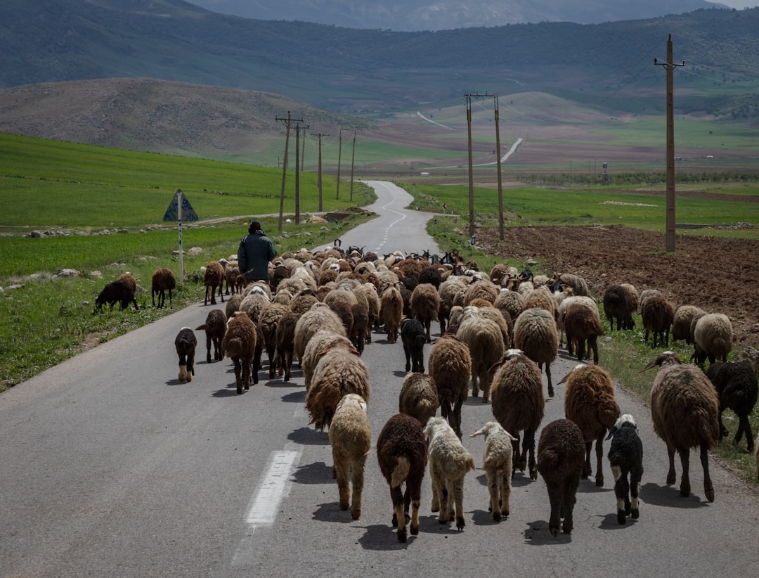 Rüyada Yabani Hayvanlar Görmek: İçsel Güç ve Sınırlar