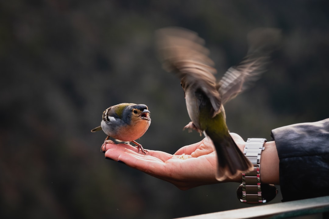 Rüyada kuş görmek ne anlama gelir: Rüya tabirleri
