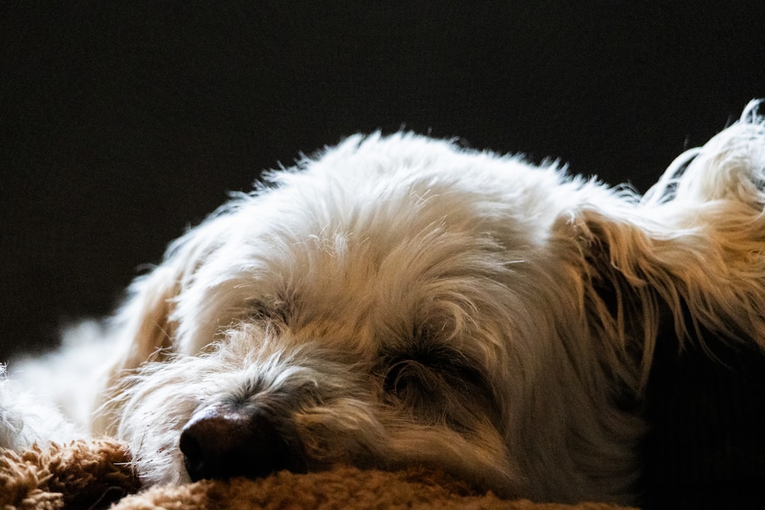 Köpeklerle konuşmayı sembolize eden rüya temalı görsel