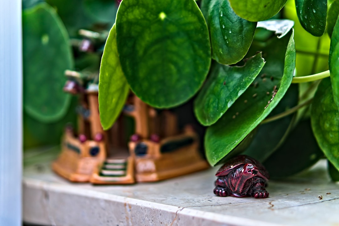 Rüyada Feng Shui Öğeleri Görmek Ne Anlama Gelir?