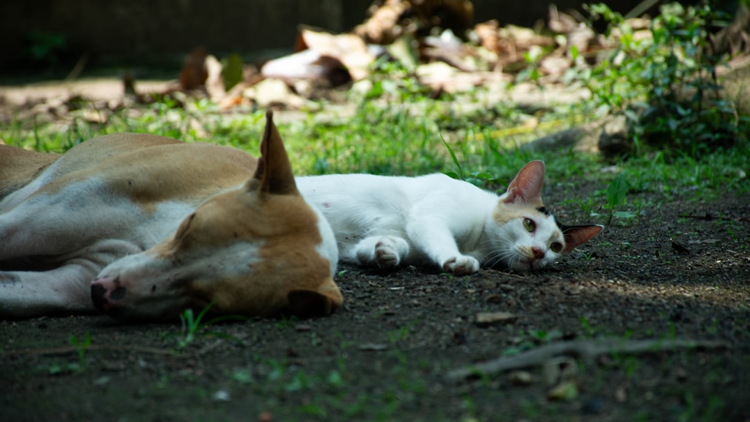 Rüyada Kedi Köpek Görmek: İnsan-Hayvan İletişimi
