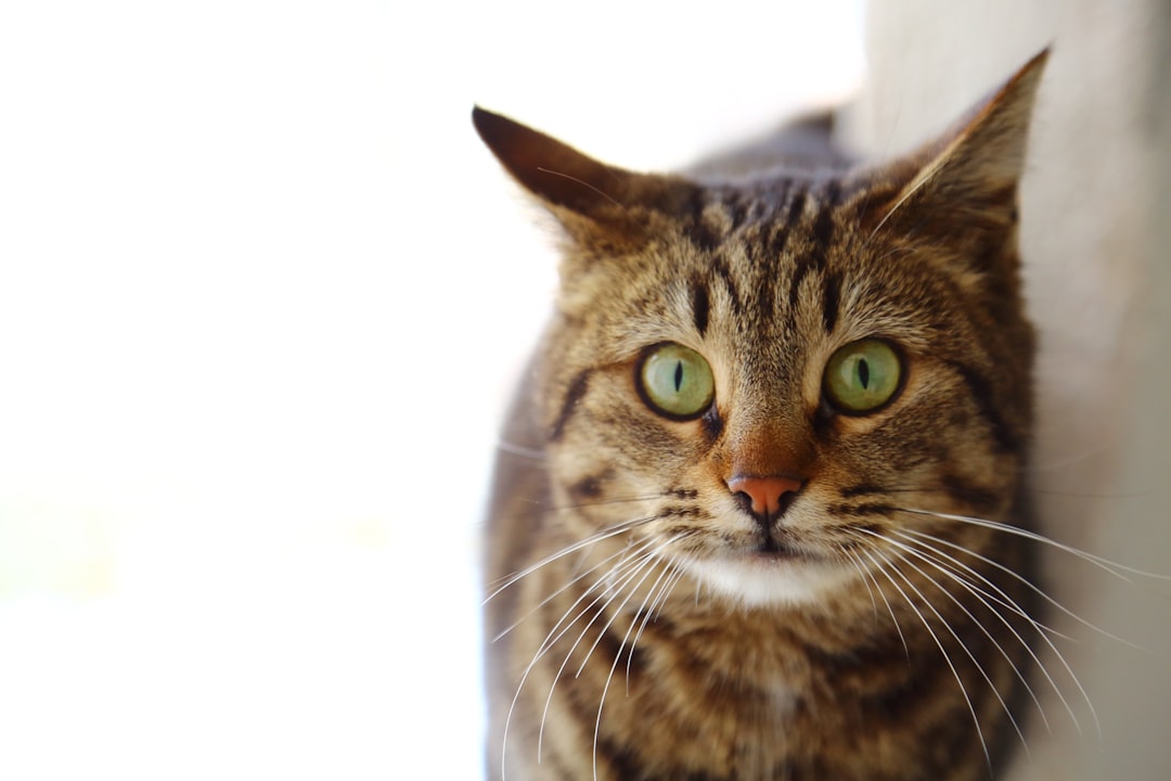 Rüyada Kedi Yavrusu Görmek: Semboller ve Aile Dinamikleri