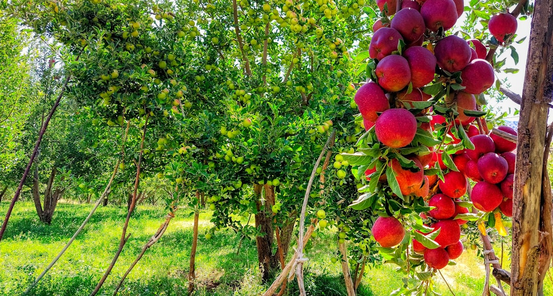 Rüyada Meyve Toplamak: İçsel Potansiyel ve Tabirler