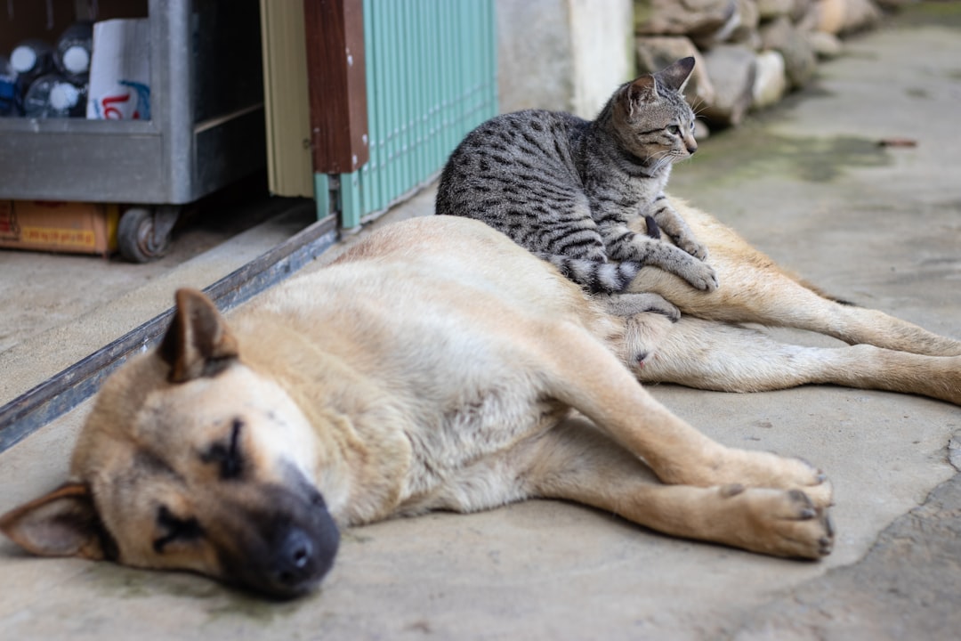 Rüyada kedi ve köpek bir arada görülen hayvan sembolleriyle dolu rüya sahnesi