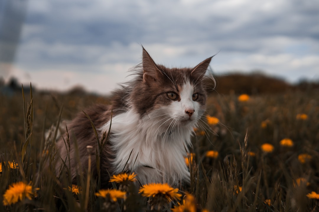 Rüya tabirinde kedi sembolizmiyle ilgili görsel