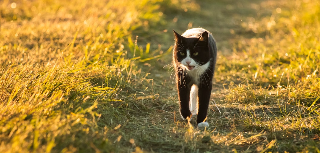 Rüyada Kedi Görmek: Sezgi ve Özgürlük Sembolizmi