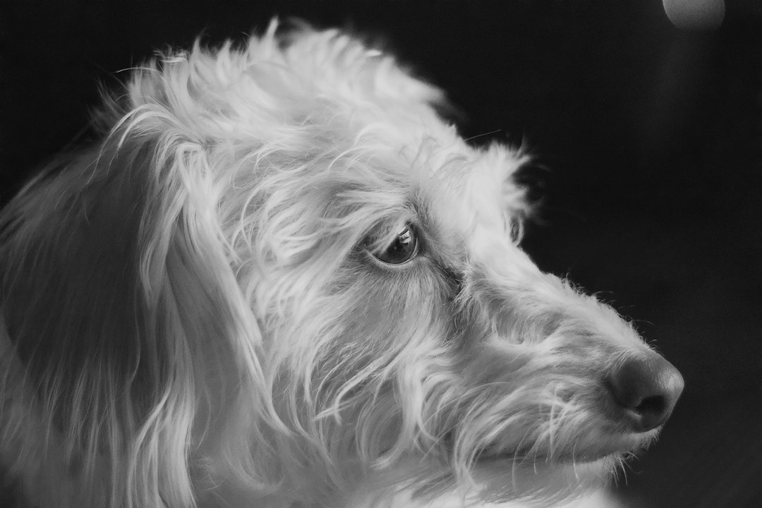 Rüya tabirleri kapsamında evcil hayvan kaybı temasını betimleyen bir köpek rüya görseli