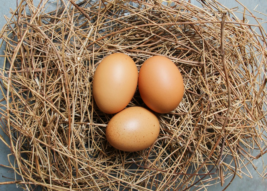 Rüyada Yumurta Görmek: Verimlilik ve Yeni Başlangıçların Sembolizmi